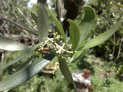 Maj i Toscana betyder att olivträden blommar med små, skira ljusgröna knoppar som man bara ser på nära håll.