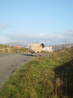 Det här fåret i Yttre Hebriderna är helt oskyldigt till att godsägarna i tiden föredrog får framom småbönder.