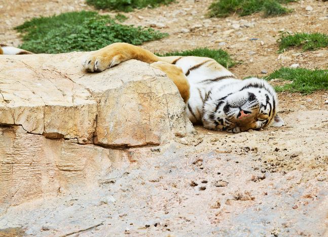 Ett exempel på total muskelavspänning och en  alldeles rimlig och rättvis vila: Tigern i Benidorms djurpark Terra Natura i östra Spanien.