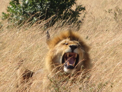 "Juda lejon" får en ny betydelse då man sett ett livslevande lejon ute i naturen...