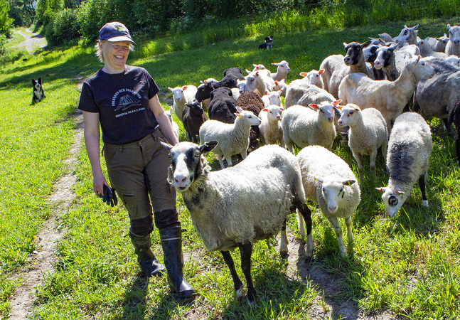 I Elisabet Lundströms flock finns urprungsraserna Finskt får och Kajanalandsfår. De har alla sin personlighet.