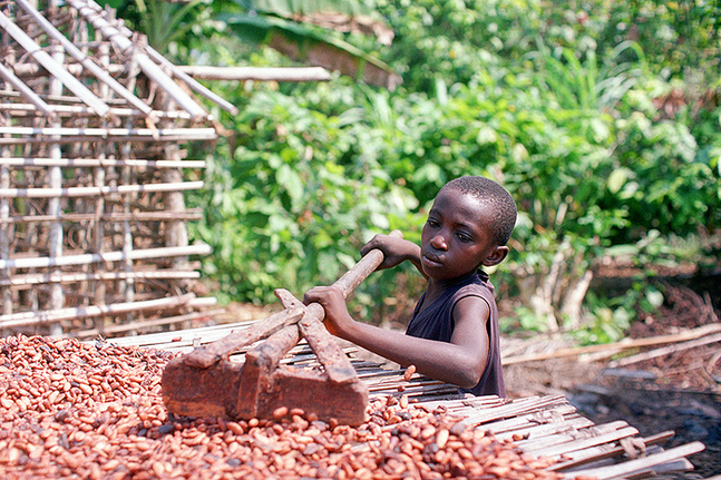 Mer än 70 procent av världens kakaoproduktion kommer från de västafrikanska länderna Elfenbenskusten och Ghana.